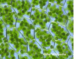 http://simple.wikipedia.org/wiki/Chloroplast